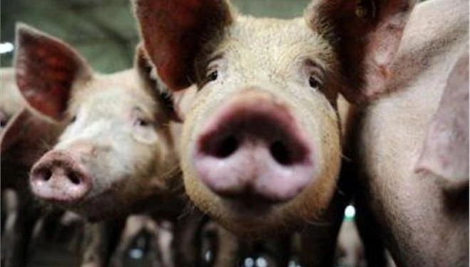 Σοκ! Για πρώτη φορά επιστήμονες διατήρησαν ζωντανούς επί 36 ώρες τους εγκεφάλους χοίρων χωρίς σώμα